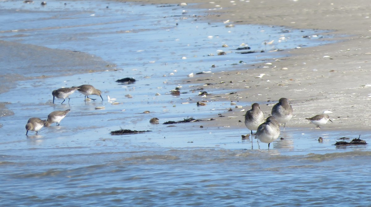 Bergstrandläufer - ML186080251