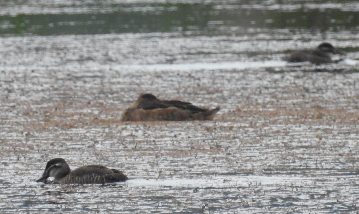 Black-headed Duck - ML186080991