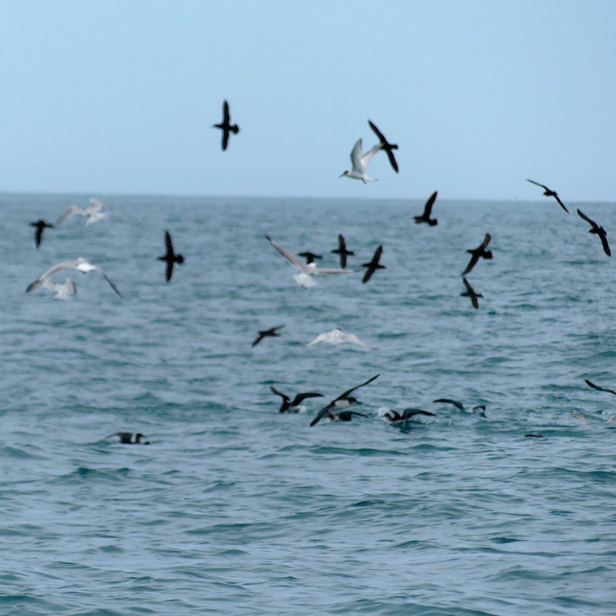 Hutton's/Fluttering Shearwater - John Davey