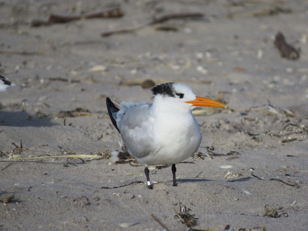 Royal Tern - ML186081541