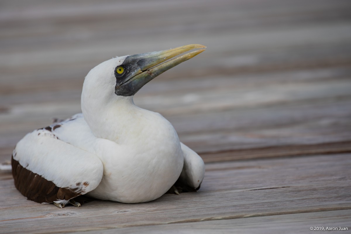 Masked Booby - ML186083181