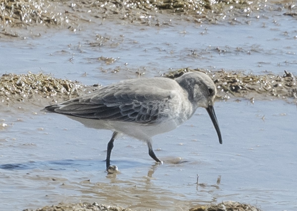 Alpenstrandläufer - ML186086621