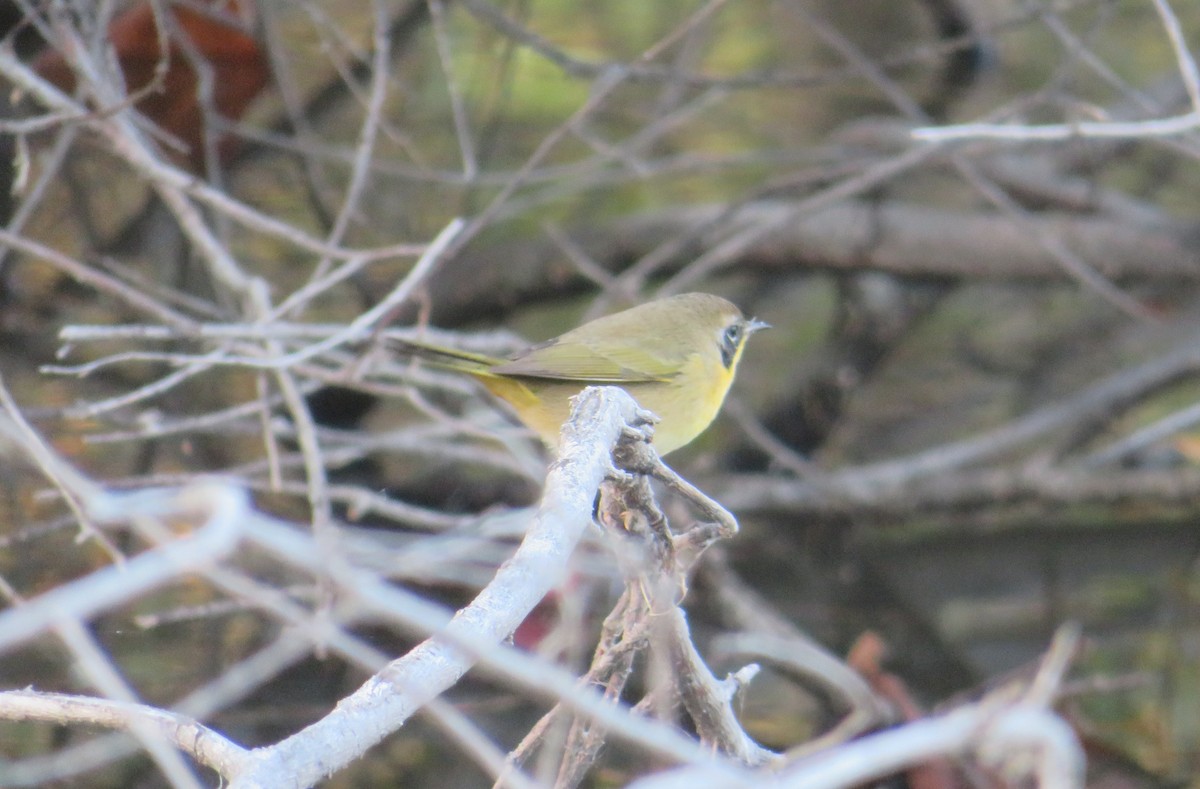 Common Yellowthroat - ML186089421