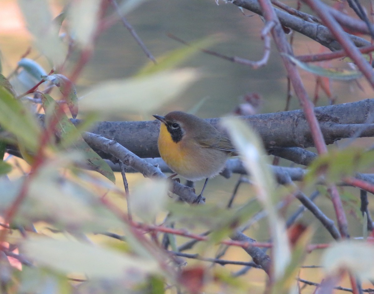 Common Yellowthroat - ML186089431