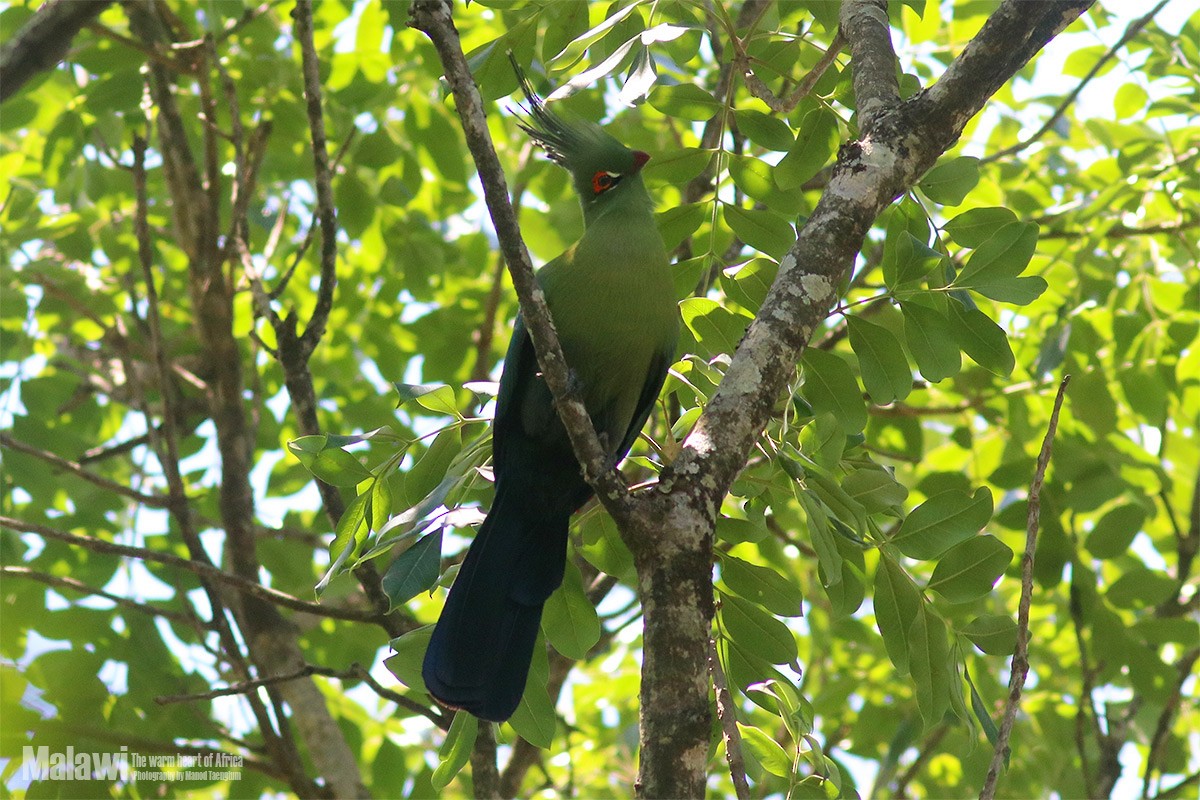 Schalow's Turaco - ML186092641