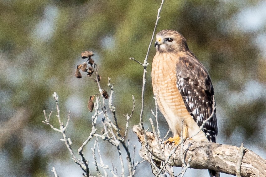 Red-shouldered Hawk - Bill Wood