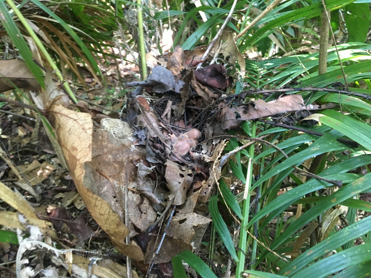 New Guinea Bronzewing - ML186093041