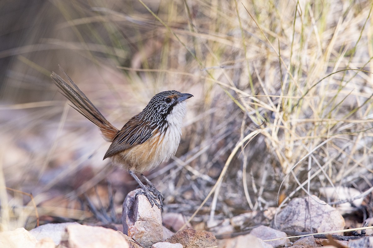Carpentarian Grasswren - Laurie Ross | Tracks Birding & Photography Tours