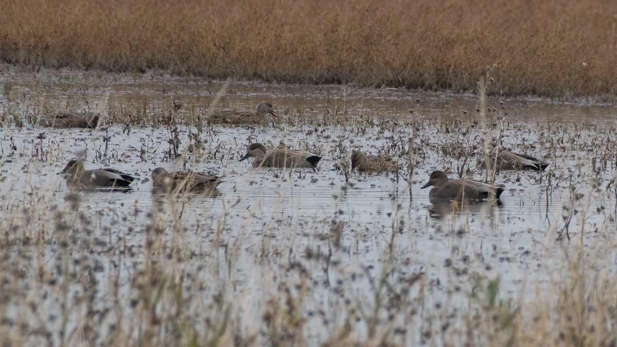 Gadwall - ML186095701