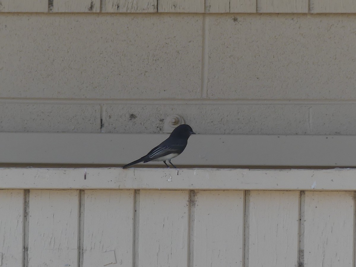 Black Phoebe - ML186097621