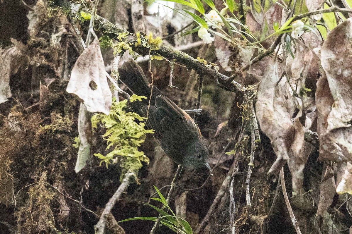 Rufous-sided Honeyeater - ML186100221