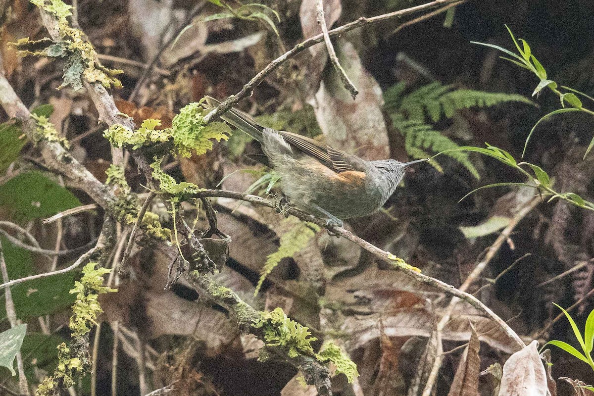Rufous-sided Honeyeater - ML186100231