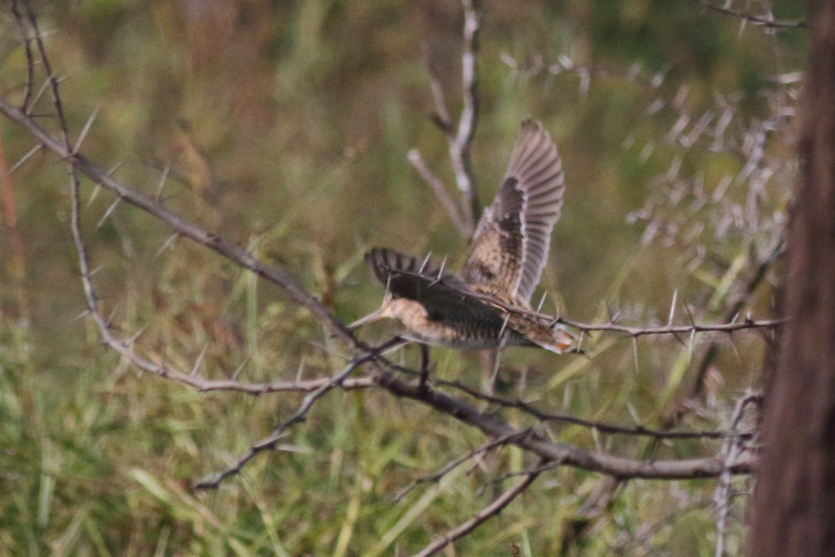 Pin-tailed Snipe - ML186101081