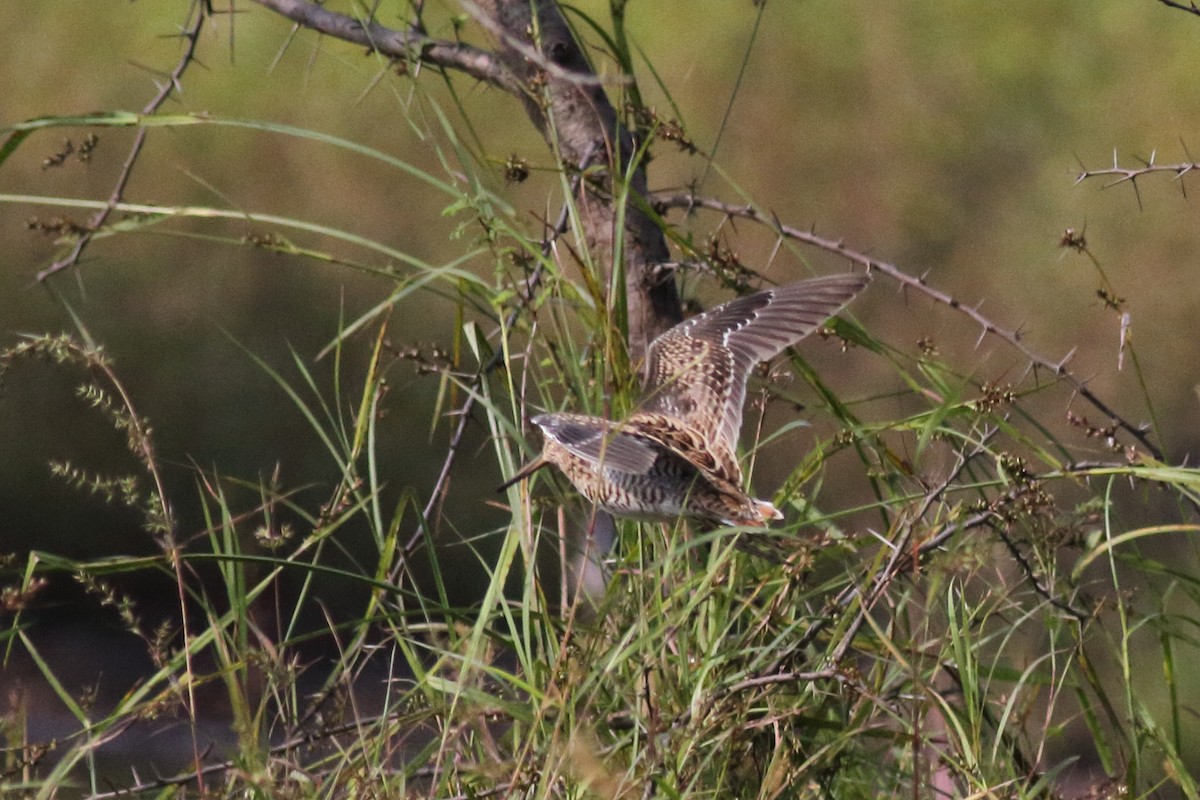 Pin-tailed Snipe - Chinmay Rahane