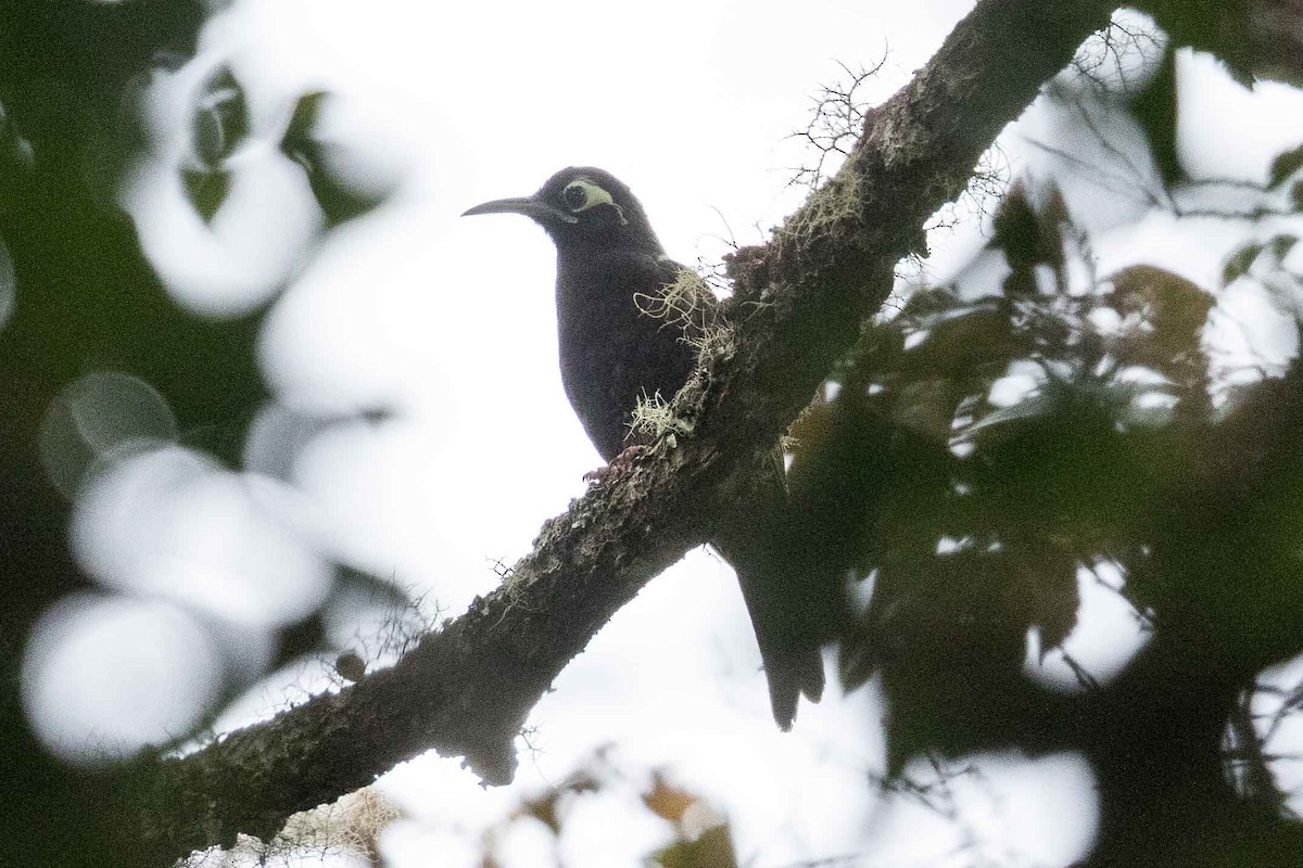 Cinnamon-browed Melidectes - ML186101601