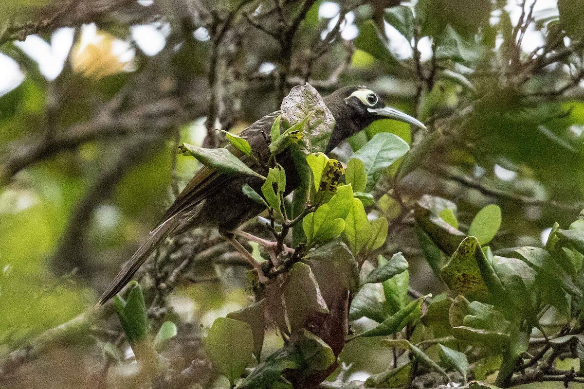 Cinnamon-browed Melidectes - ML186101641