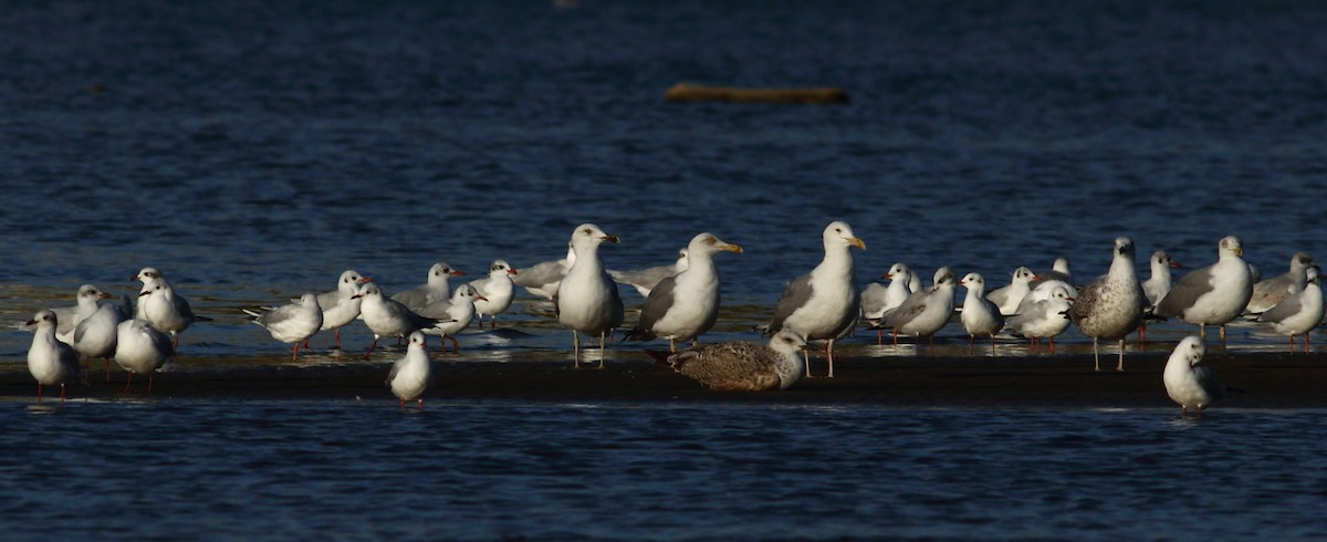 Gaviota del Caspio - ML186102191