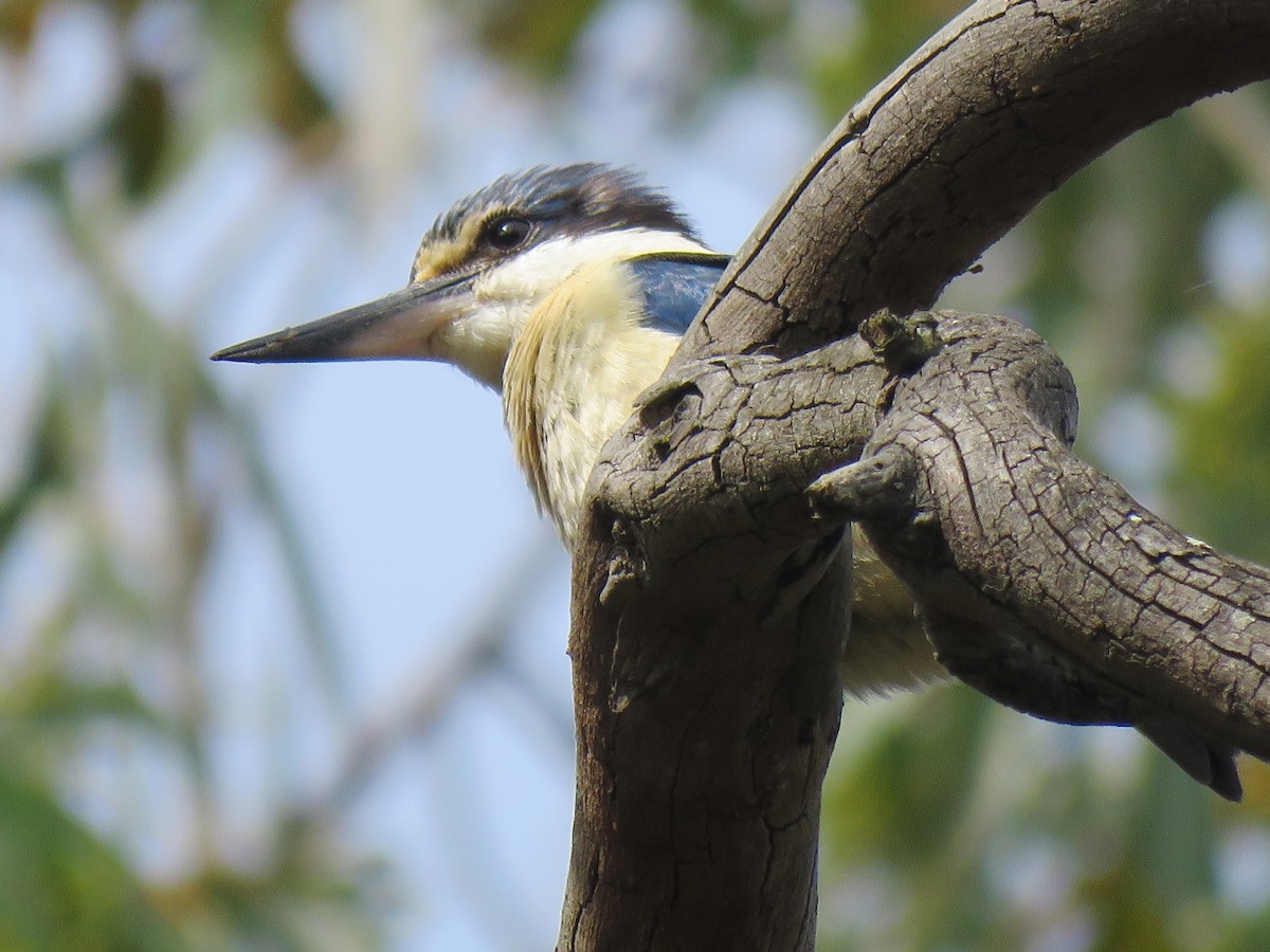 Sacred Kingfisher - Richard Arnold