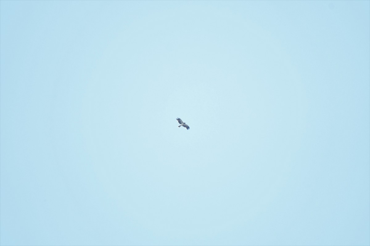 Booted Eagle - ML186103341