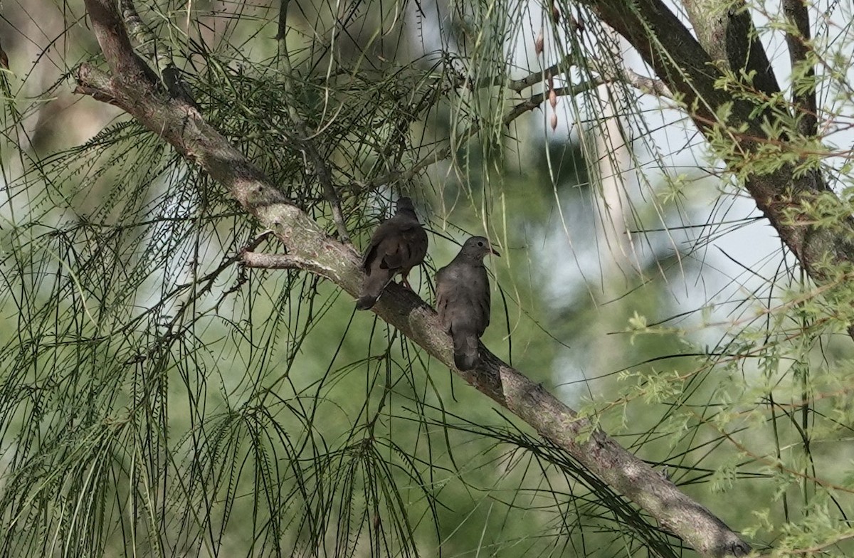 Common Ground Dove - Ann Nightingale