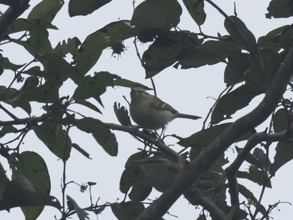 Greenish Warbler - ML186105171