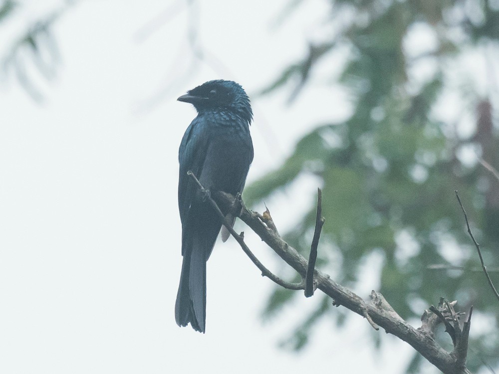 Drongo à crinière - ML186105191