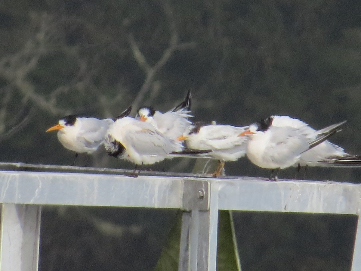 Elegant Tern - ML186105601