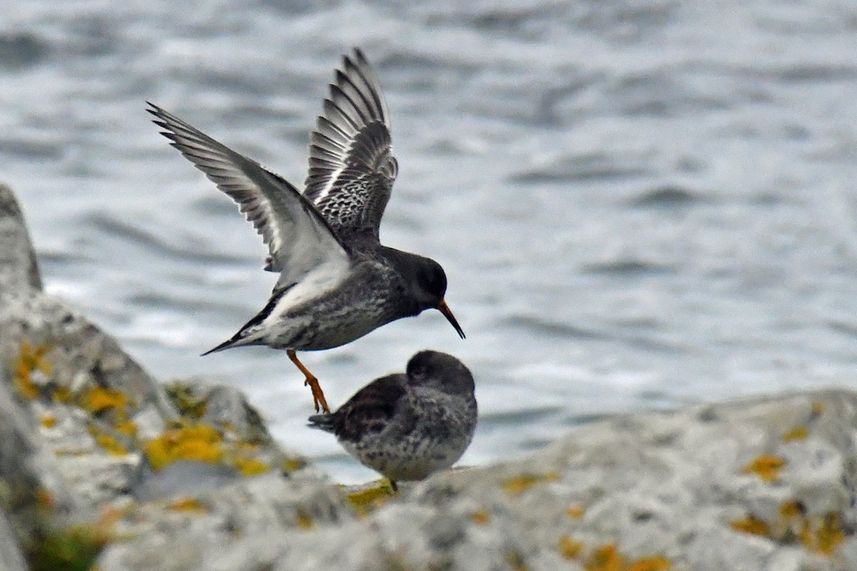 Meerstrandläufer - ML186105651