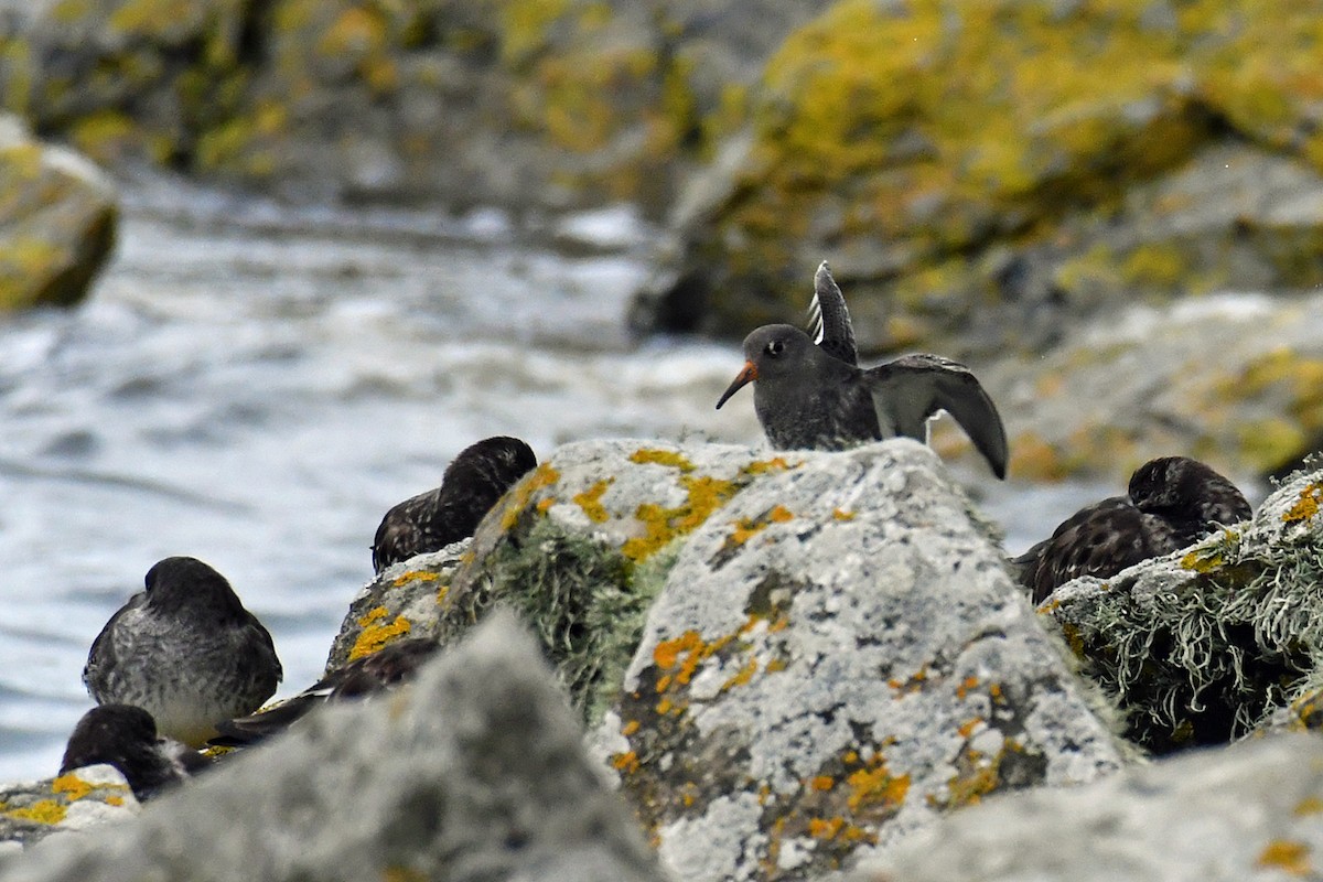 Purple Sandpiper - Brian Carruthers