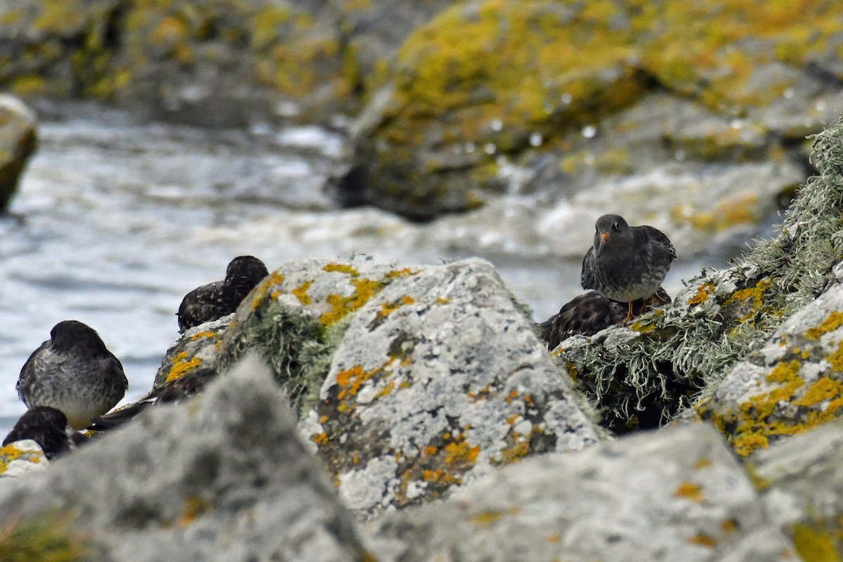 Purple Sandpiper - ML186105681