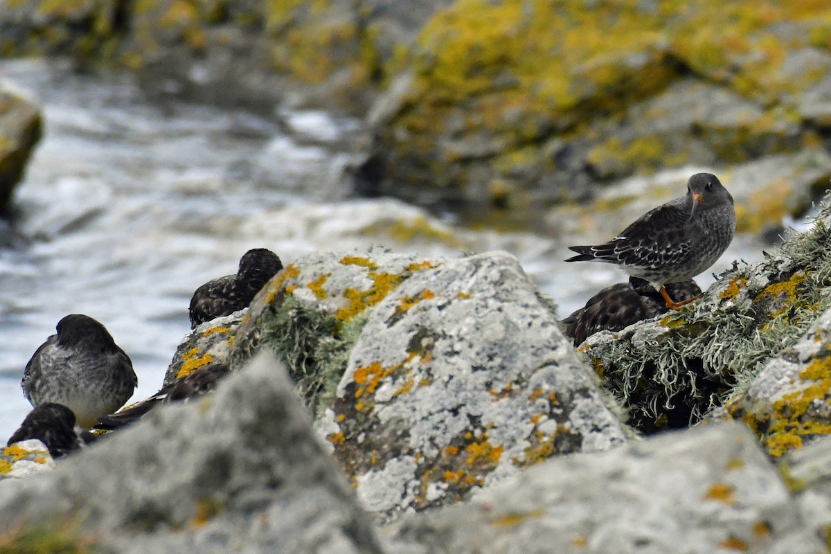 Purple Sandpiper - Brian Carruthers