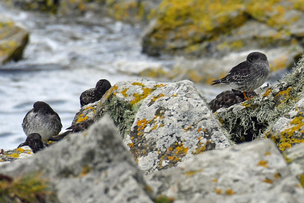 Purple Sandpiper - Brian Carruthers