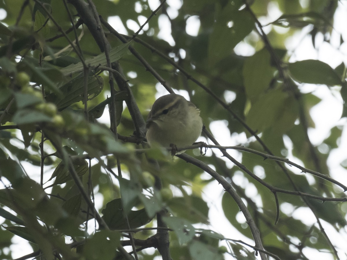 Greenish Warbler - ML186109201