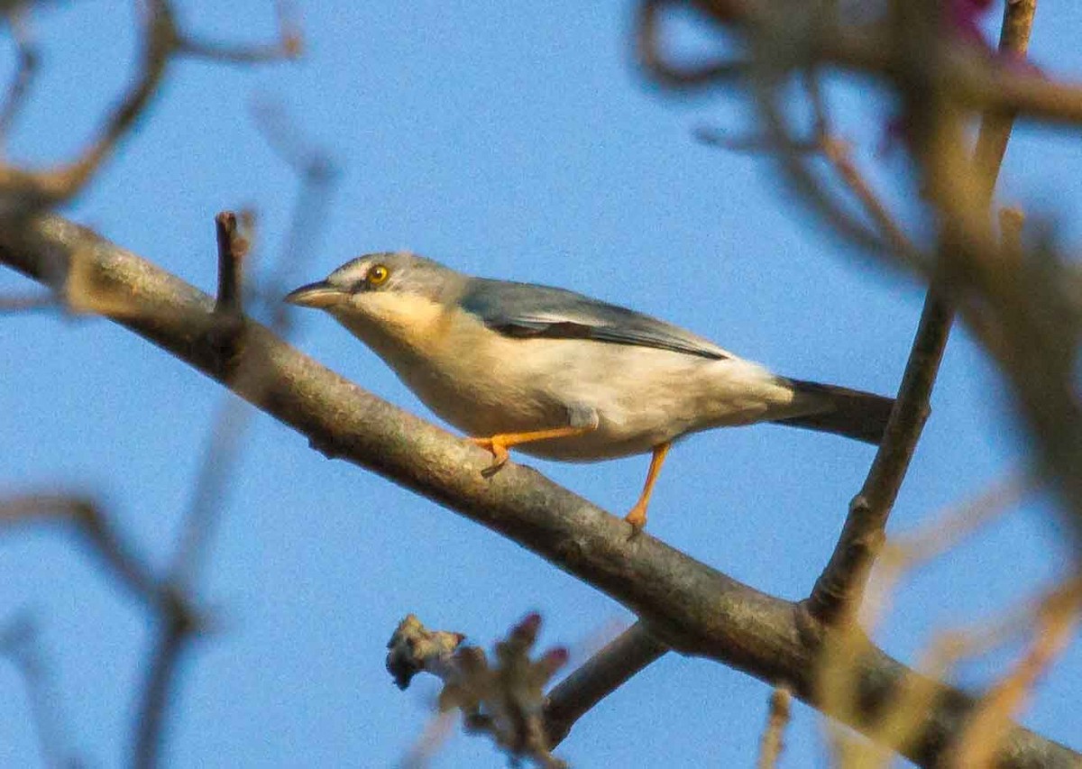 Hooded Tanager - ML186109841