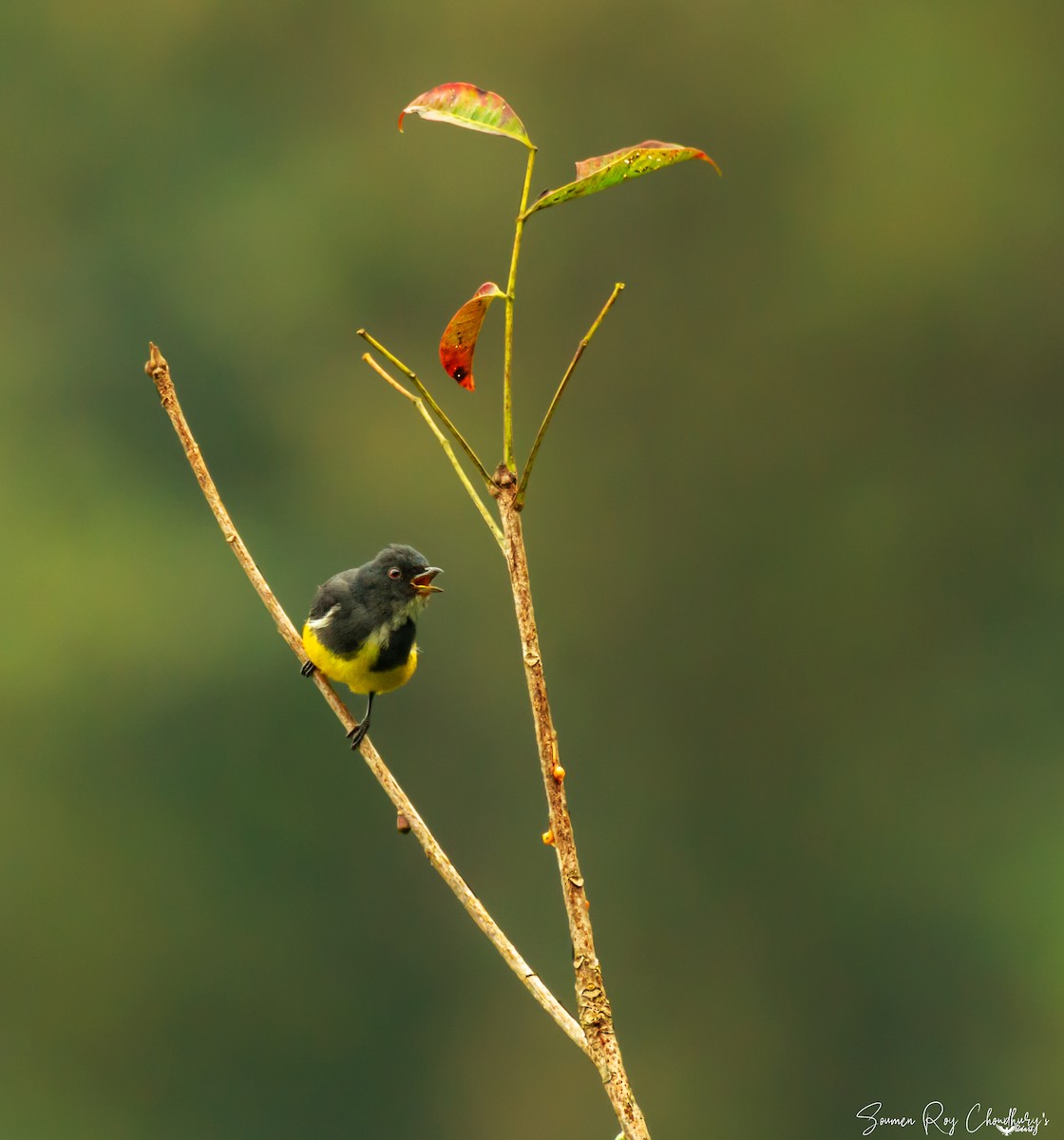 Yellow-bellied Flowerpecker - Soumen Roy Chowdhury