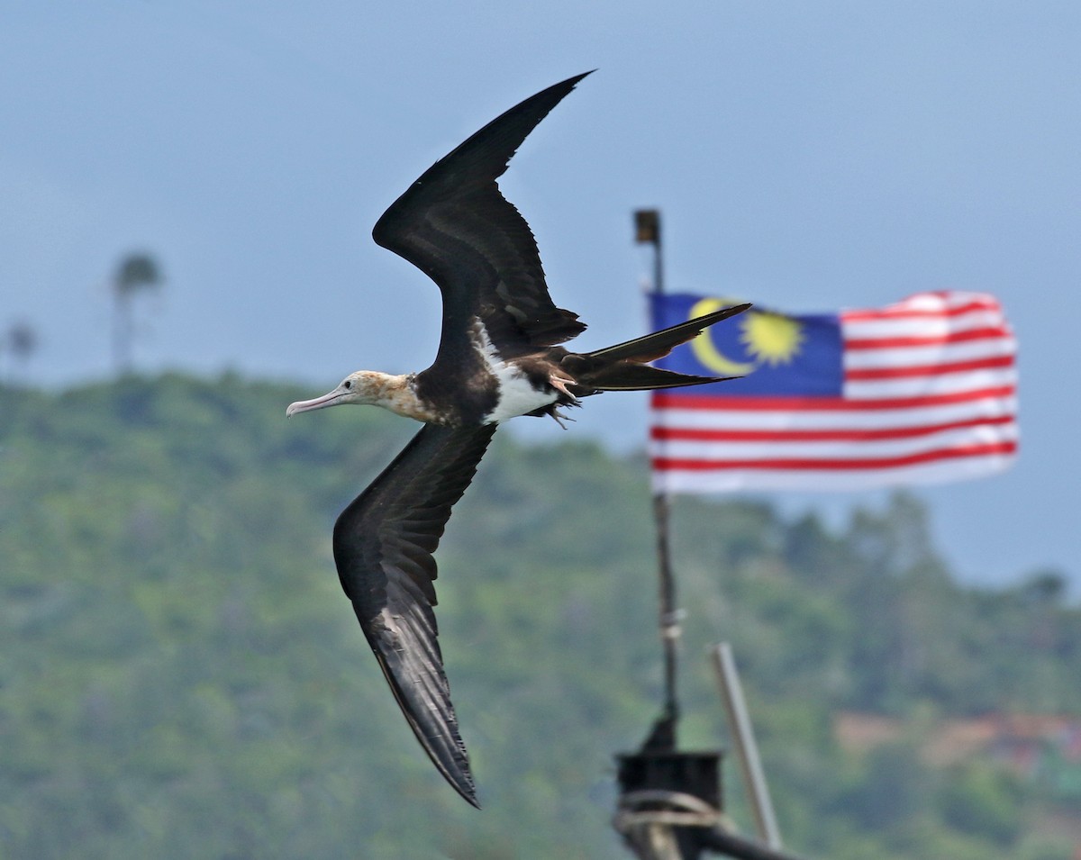 Lesser Frigatebird - Dave Bakewell