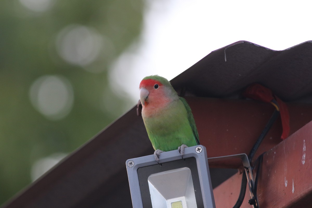 Rosy-faced Lovebird - ML186113661