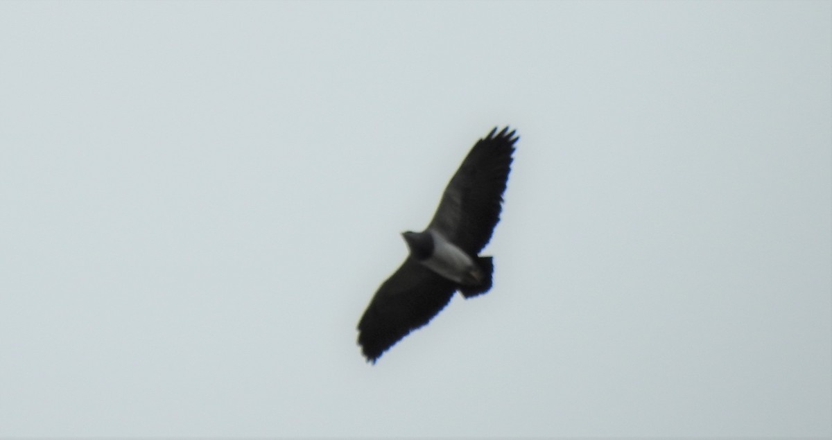 Black-chested Buzzard-Eagle - ML186113671