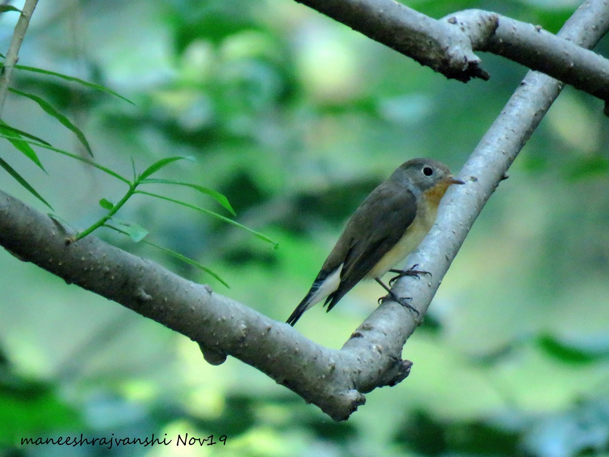Red-breasted Flycatcher - ML186113721