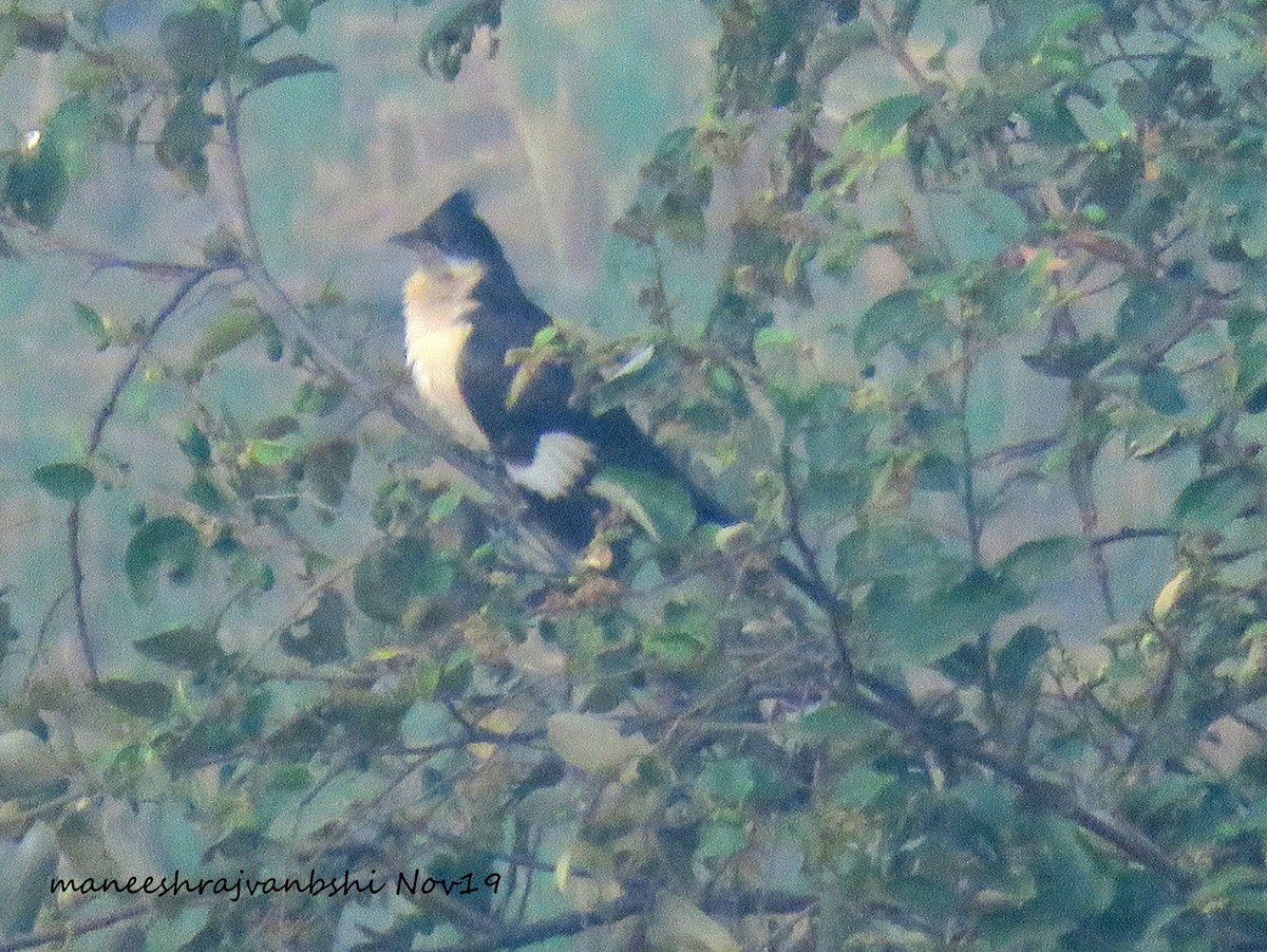 Pied Cuckoo - ML186114401