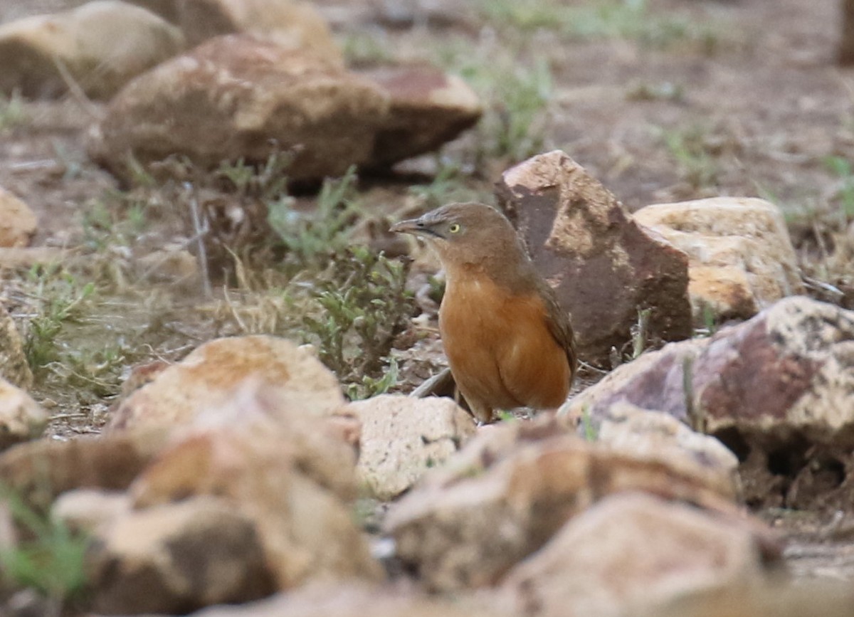 Rufous Chatterer - ML186114441