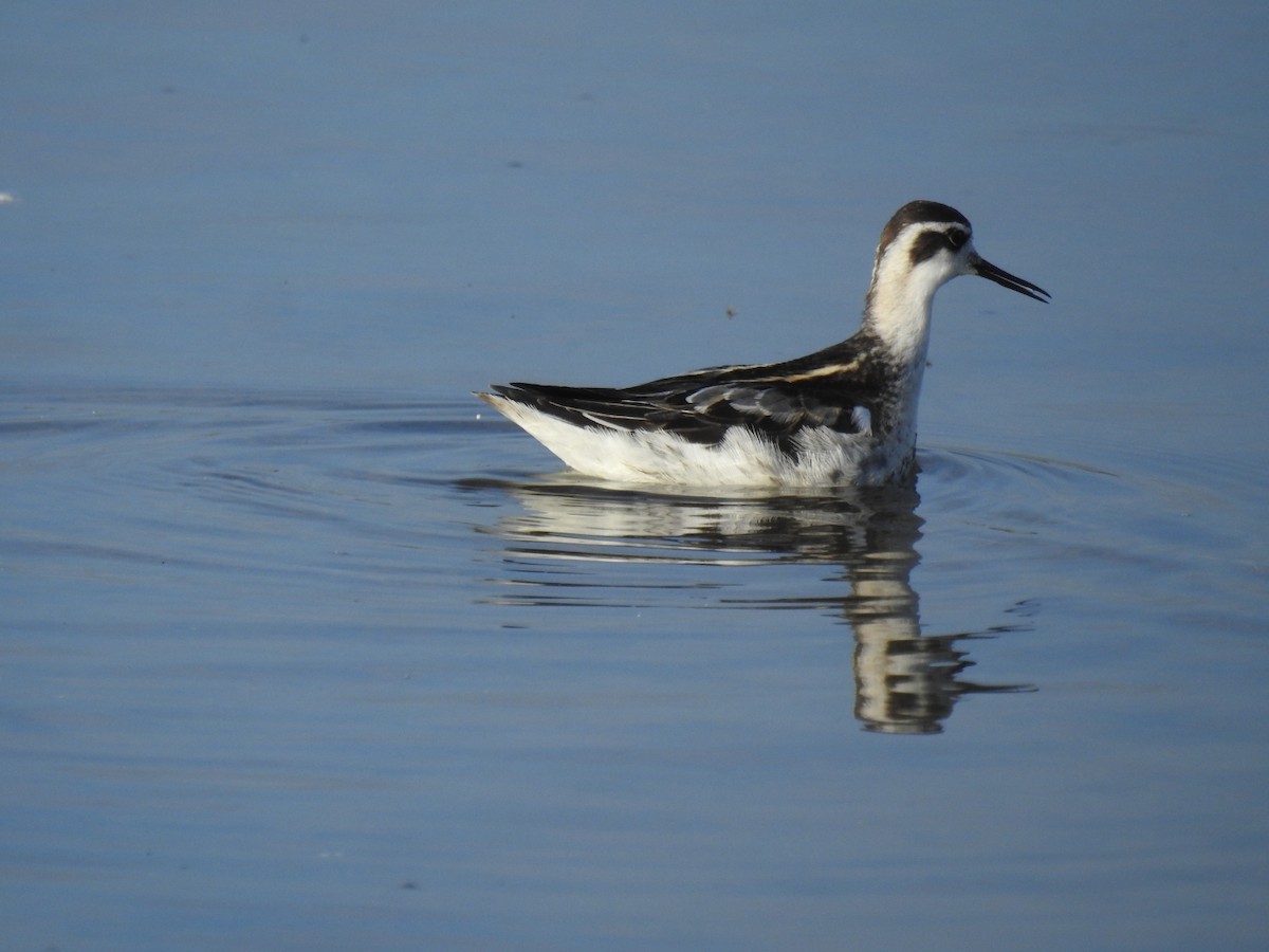 Red-necked Phalarope - ML186114561