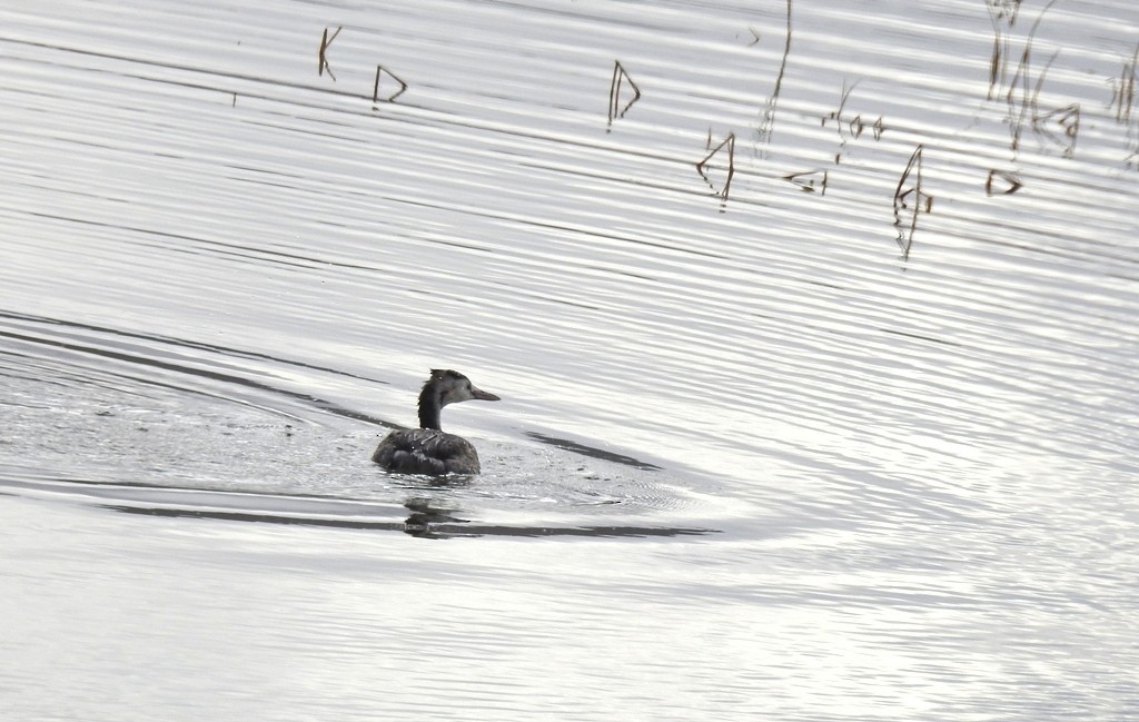 Great Crested Grebe - Lobzang Visuddha