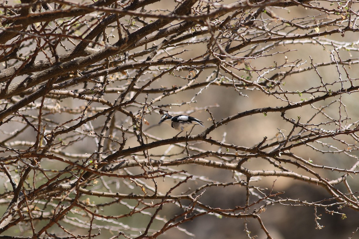 White-tailed Shrike - Max Baumgarten