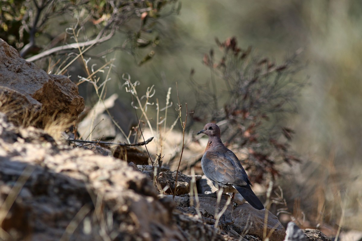 Laughing Dove - Max Baumgarten