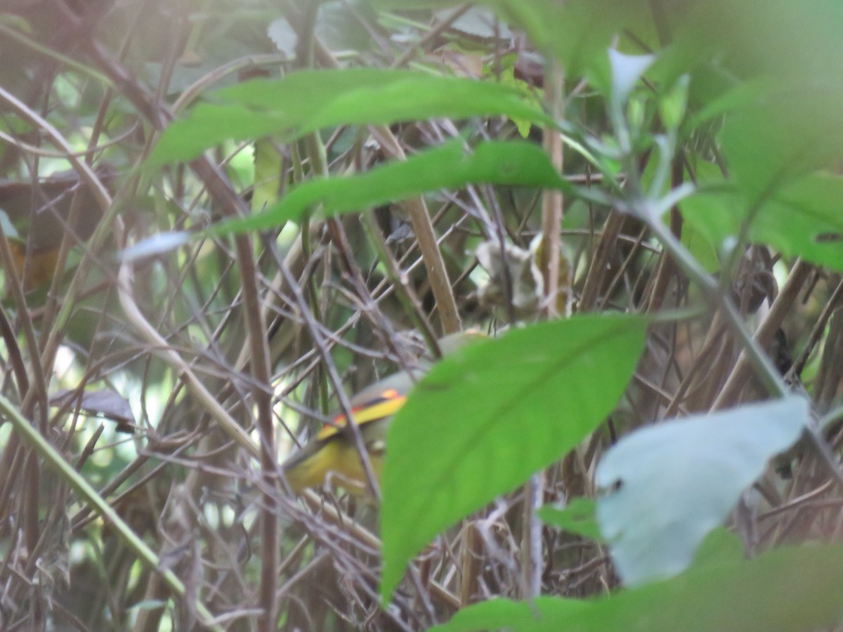 Red-billed Leiothrix - ML186116551