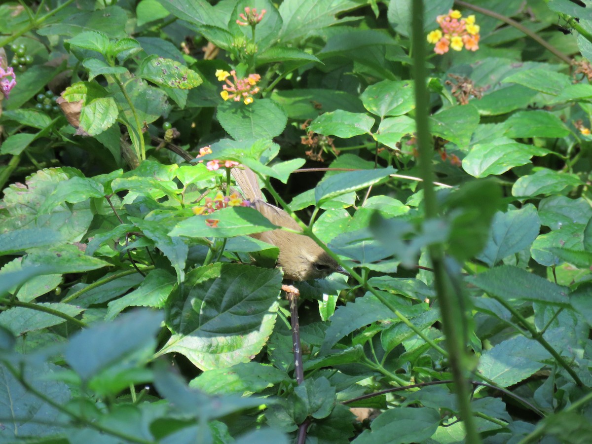 Brownish-flanked Bush Warbler - ML186116921