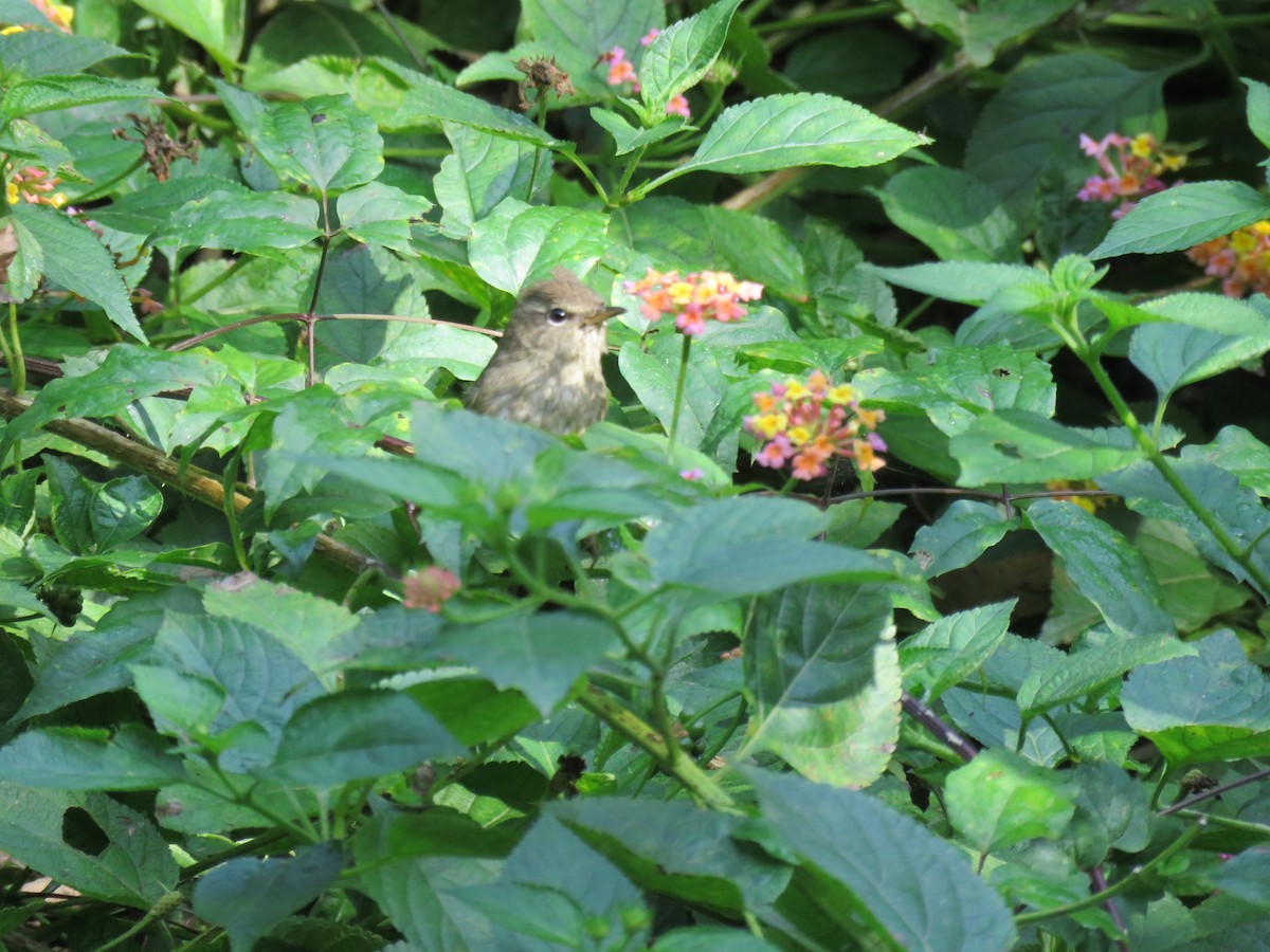 Brownish-flanked Bush Warbler - ML186116931