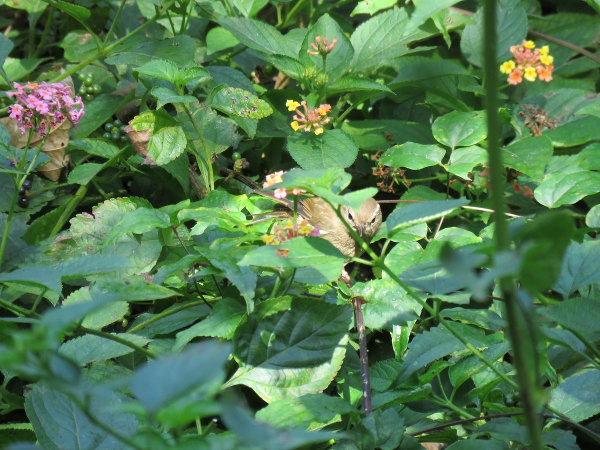 Brownish-flanked Bush Warbler - ML186116941
