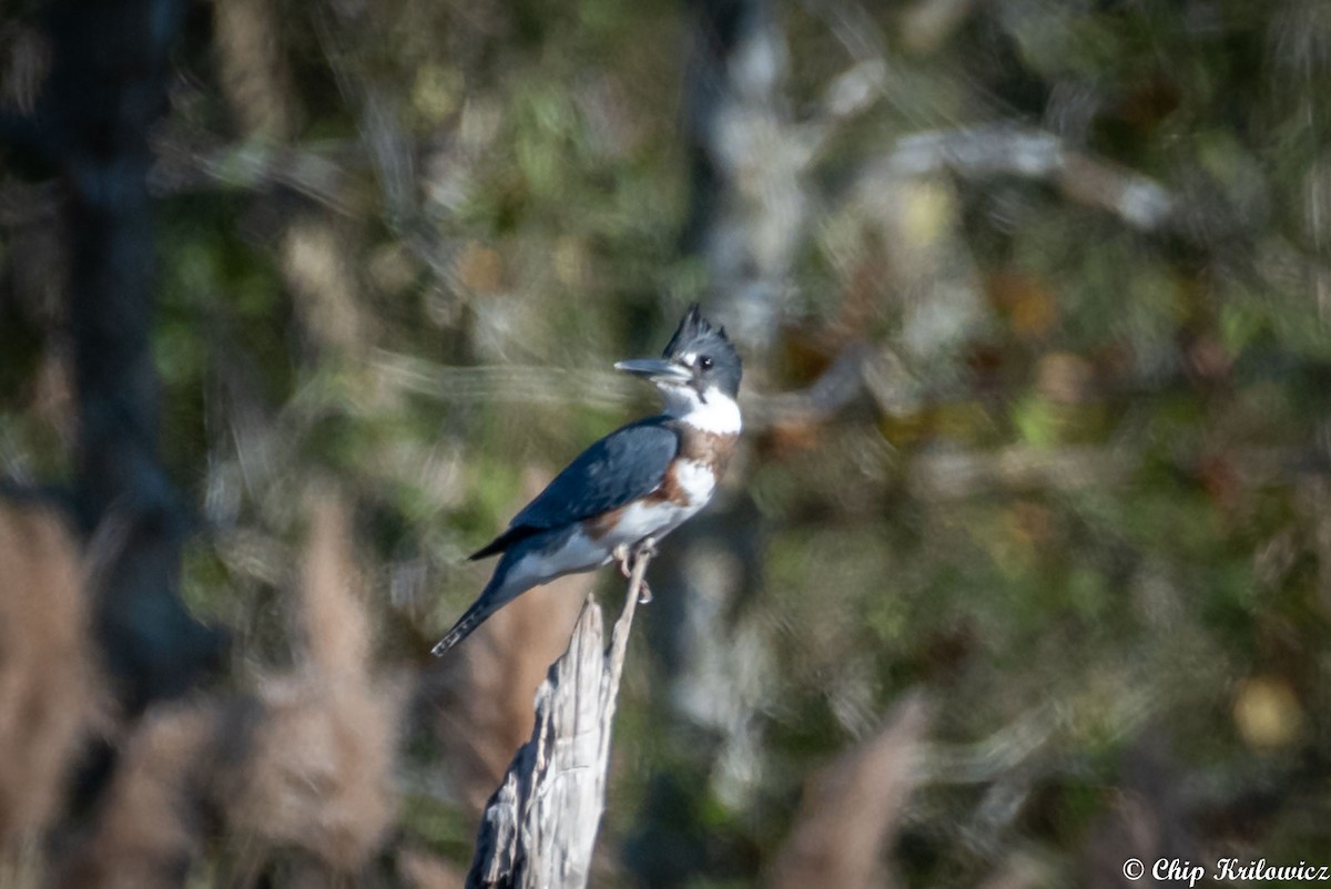 Belted Kingfisher - Chip Krilowicz